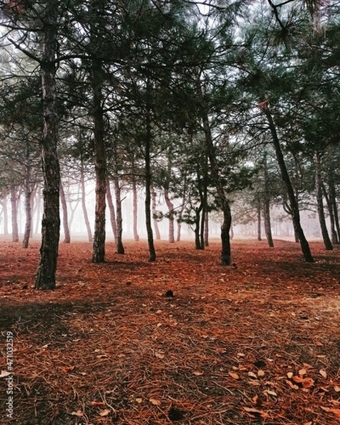 Obraz autumn in the forest