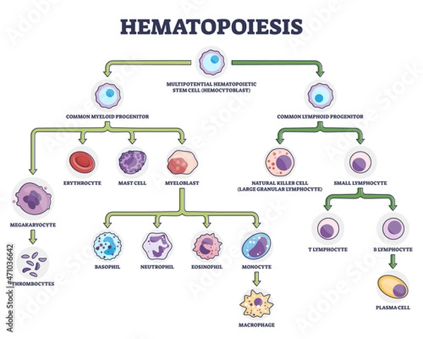 Fototapeta Hematopoiesis as blood cellular components formation outline diagram. Labeled educational scheme with common myeloid and lymphoid progenitor vector illustration. Leukocytes and lymphocytes generation.