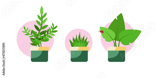 Fototapeta Three pots with growing plants and grass. Icon set. Isolated. Blue background. Flat design. Vector