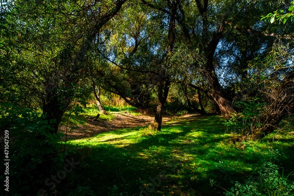 Obraz Imagine russian forest