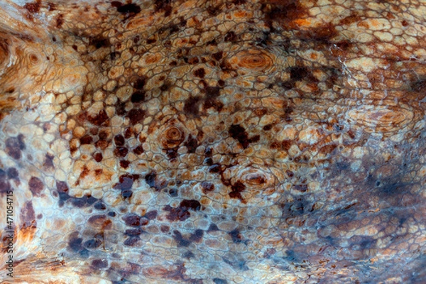 Fototapeta The texture of the wet skin of a large octopus. Bright abstract background