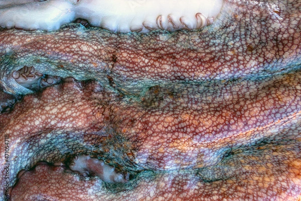Fototapeta The texture of the wet skin of a large octopus. Bright abstract background
