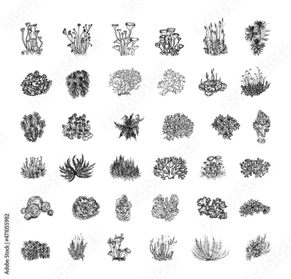 Obraz Collection of monochrome illustrations with moss in sketch style. Hand drawings in art ink style. Black and white graphics.