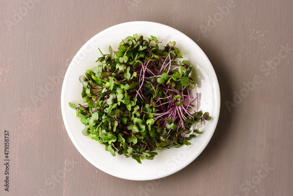 Fototapeta Red cabbage microgreens on a dark background.