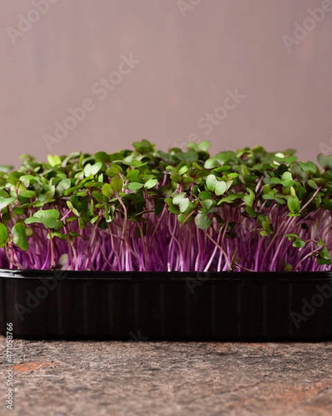Fototapeta Red cabbage microgreens on a dark background.