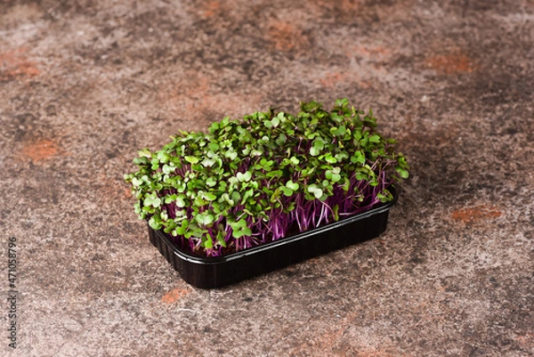 Fototapeta Red cabbage microgreens on a dark background.