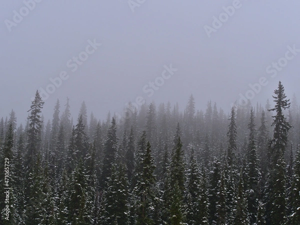 Fototapeta Mystic landscape with snow-covered coniferous forest with the silhouettes of trees disappearing in thick fog in Jasper National Park, Alberta, Canada.