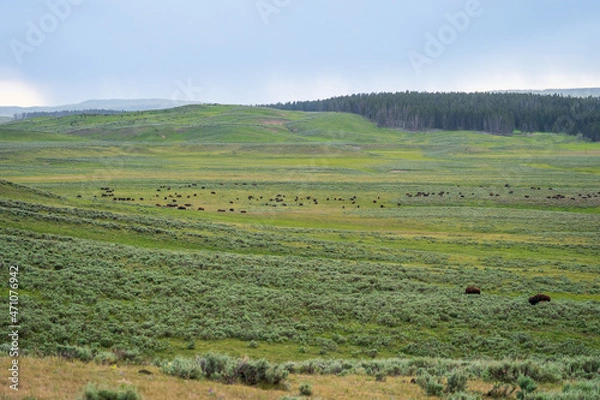 Fototapeta A herd of bison graze in the distance in the Hayden Valley in Yellowstone National Park in Wyoming on a cloudy summer evening