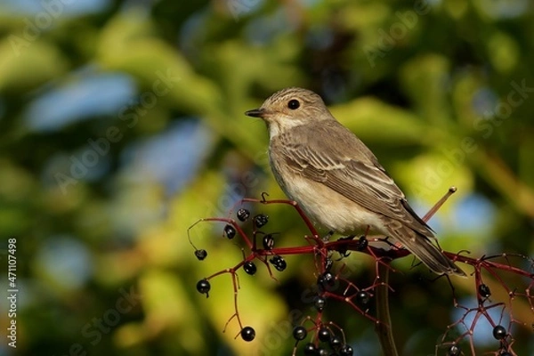 Obraz robin on a branch