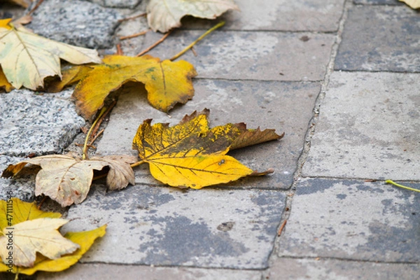 Obraz autumn leaves on the ground