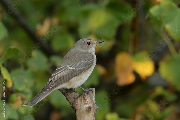 Fototapeta robin on a branch