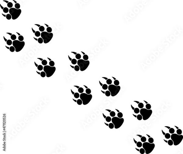 Obraz Footprints or steps of a big cat. Panther or tiger vector  traces
