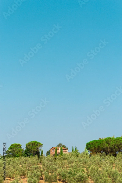 Obraz Country house in the middle of the olive trees. Tuscan landscape.