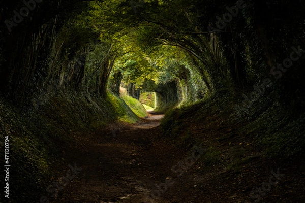 Obraz Tree Tunnel