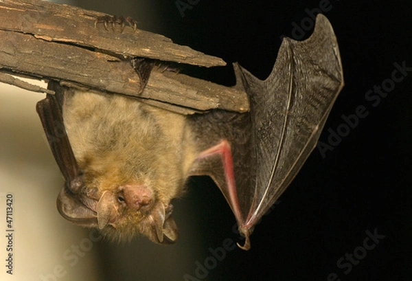 Obraz Plecotus anritus