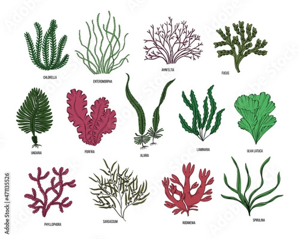 Fototapeta Hand drawn algae black set on white background. Vector illustration isolated sketch. Line art.