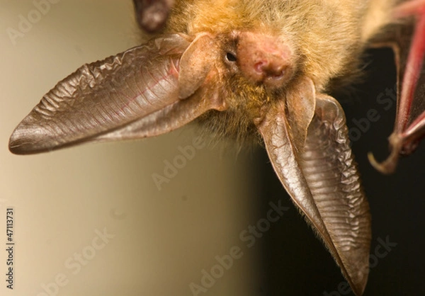 Obraz Plecotus auritus