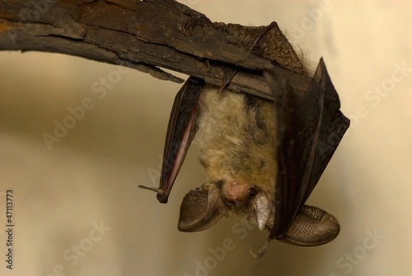 Obraz Plecotus auritus