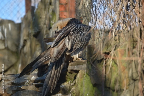 Obraz the bearded bird