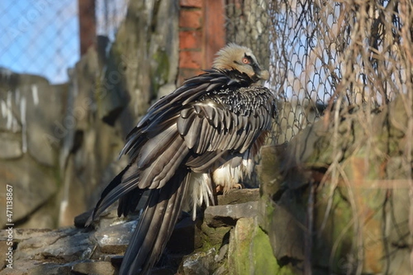 Obraz the bearded bird