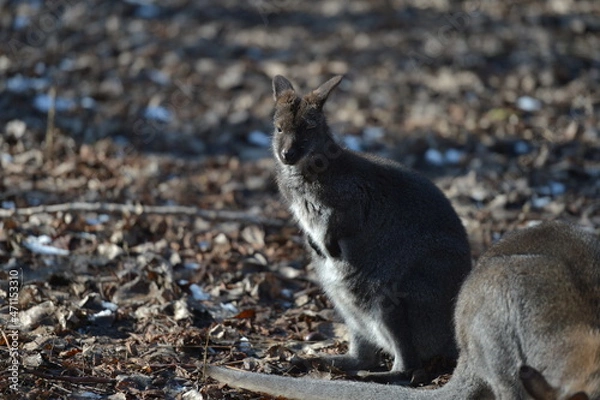 Obraz Bennett 's Kangaroo