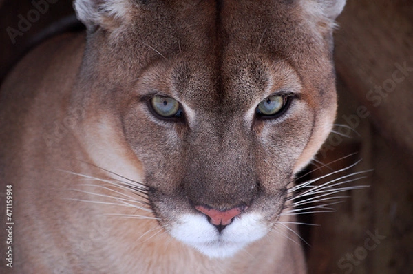 Obraz The cougar is watching