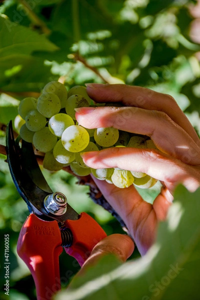 Obraz Uvas de vino 