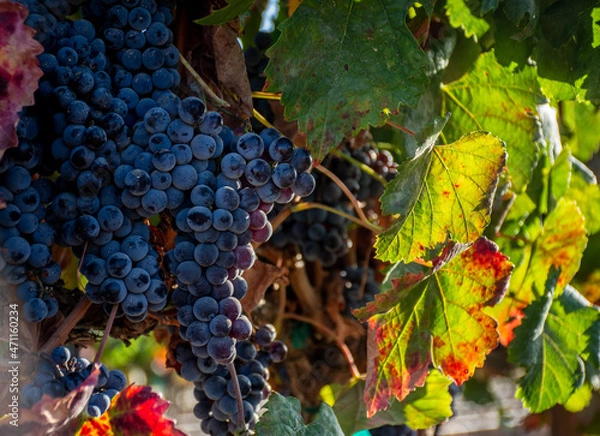 Obraz Racimo de Uvas