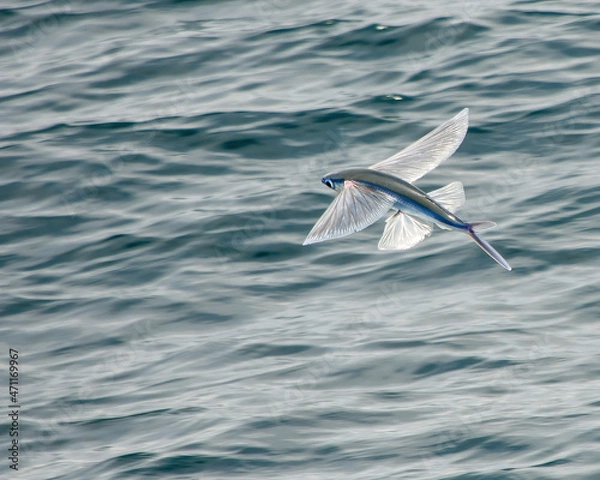 Obraz Flying Fish Soaring Above the Pacific Ocean
