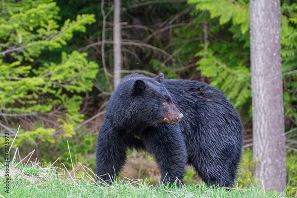 Obraz ベアー,熊,クマ