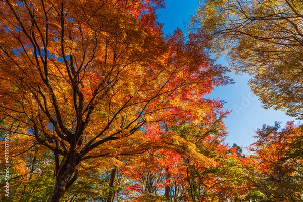 Fototapeta Fantastic autumn leaves in Japan.