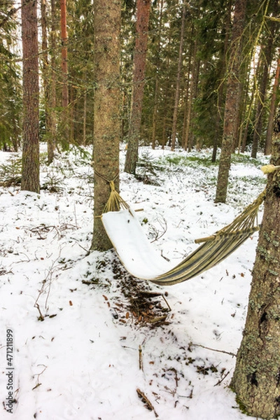 Fototapeta Snowy hammock in a forest in winter