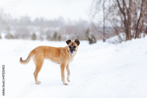 Obraz A cheerful and kind dog walks in the park in winter, plays in the snow. A woman strokes and plays with a brown and white dog in a city park in winter.