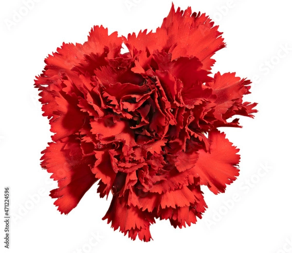 Obraz A Blossoming Bud of a Red Carnation, Hybrid. Cut On White Background