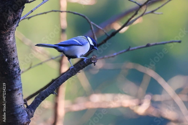 Fototapeta Great tit、秋の東高根森林公園のシジュウカラ