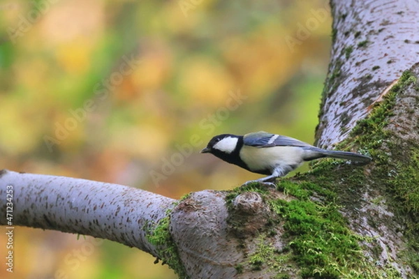Fototapeta Great tit、秋の東高根森林公園のシジュウカラ