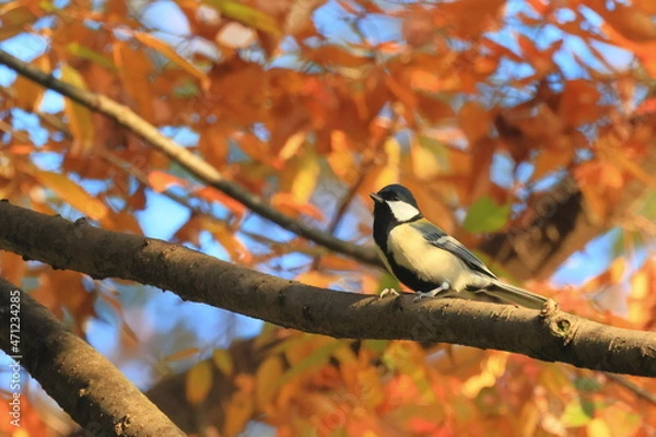 Fototapeta Great tit、秋の東高根森林公園のシジュウカラ