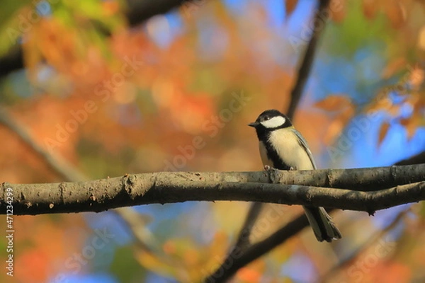 Fototapeta Great tit、秋の東高根森林公園のシジュウカラ