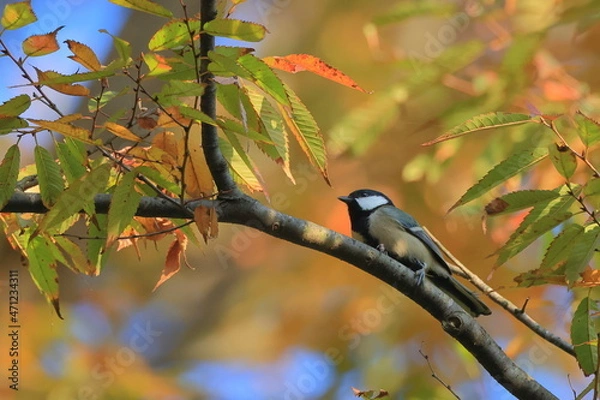 Fototapeta Great tit、秋の東高根森林公園のシジュウカラ