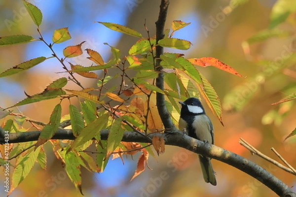 Fototapeta Great tit、秋の東高根森林公園のシジュウカラ