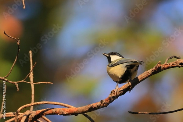 Fototapeta Great tit、秋の東高根森林公園のシジュウカラ