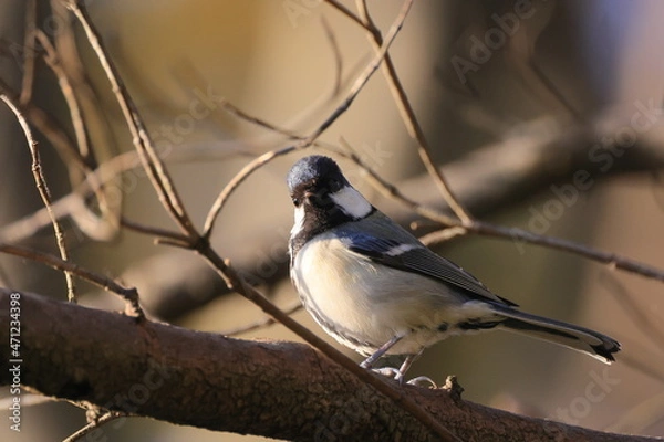 Fototapeta Great tit、秋の東高根森林公園のシジュウカラ