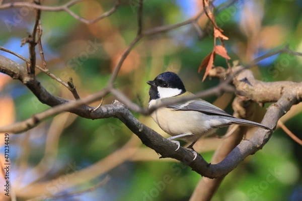 Fototapeta Great tit、秋の東高根森林公園のシジュウカラ