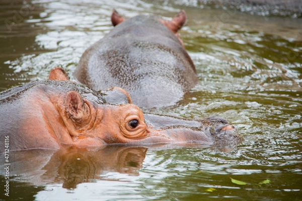 Obraz hippo in the water