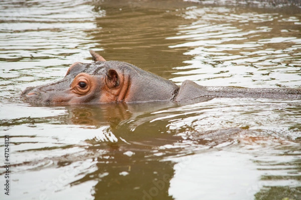 Obraz hippopotamus in water