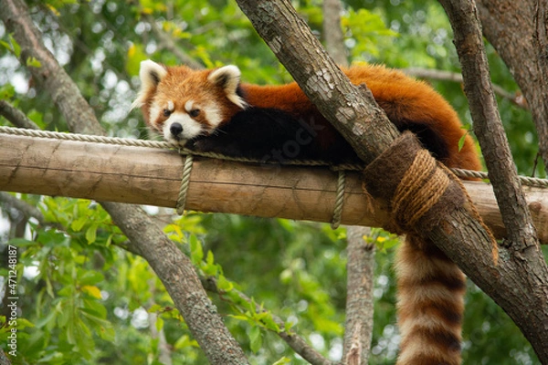 Obraz red panda eating bamboo