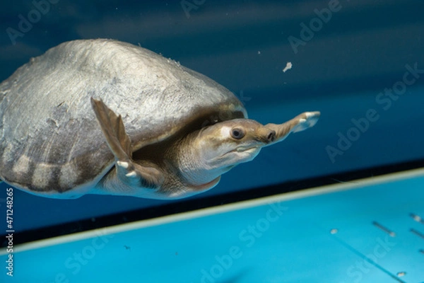 Obraz Soft-shelled turtle is swimming in watter