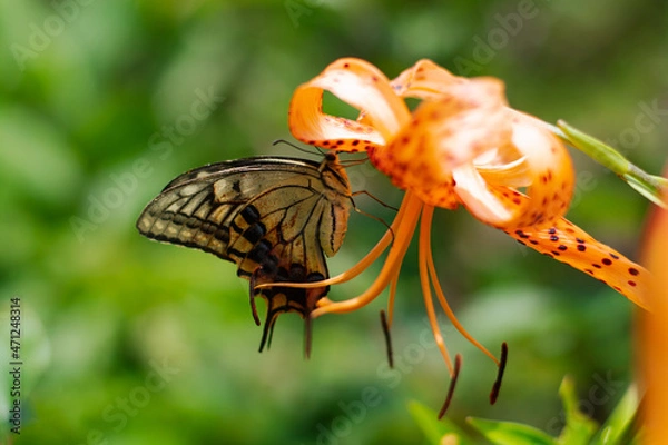 Obraz Yellow swallowtail butterfly sucking nectar of demon lily