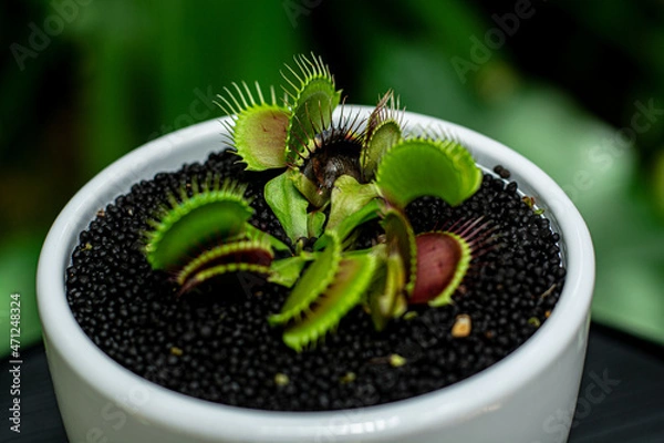 Obraz plant in a pot