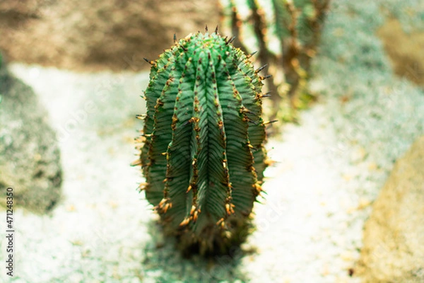 Obraz Long and thin cactus with few needles